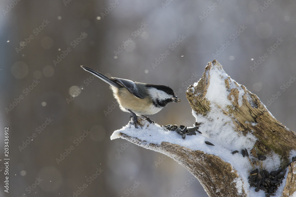 Fototapeta premium black capped chickadee in winter