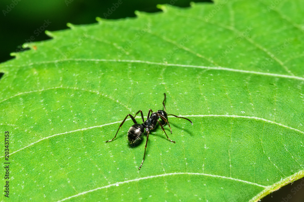 ant on the leaf ant on the leaf