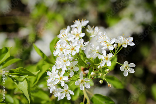 Weiße Blüten im Frühjahr
