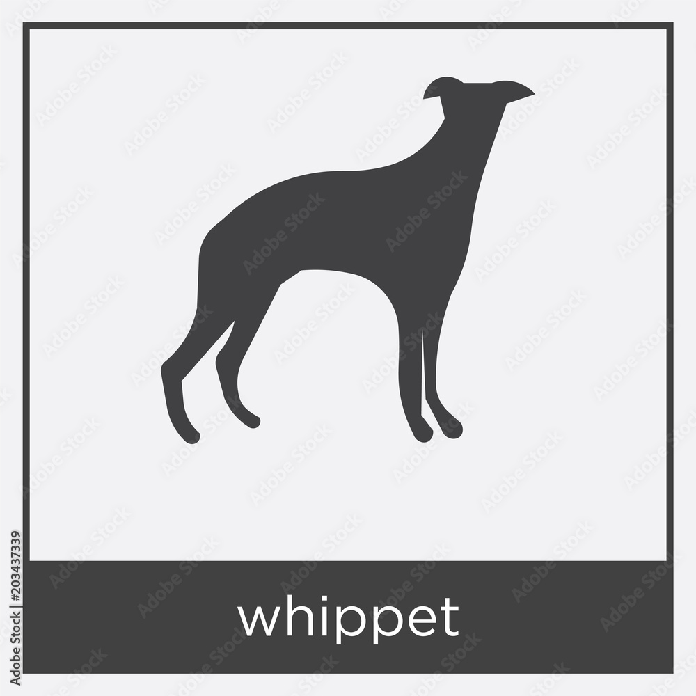 whippet icon isolated on white background