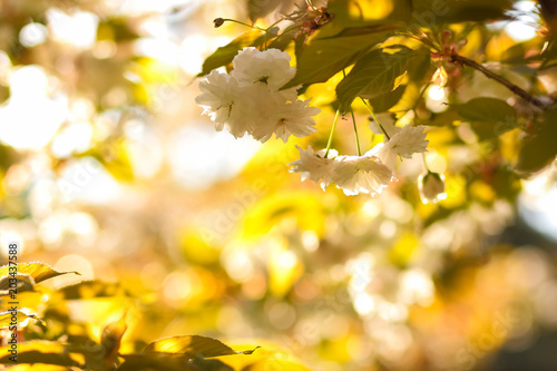 Flowering cherry branches in the sun  pink flowers on a blurry background  sunny morning in the garden  blank for the designer  copy space  natural background with green leaves  toning