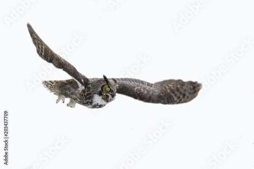 great horned owl in flight isolated on white