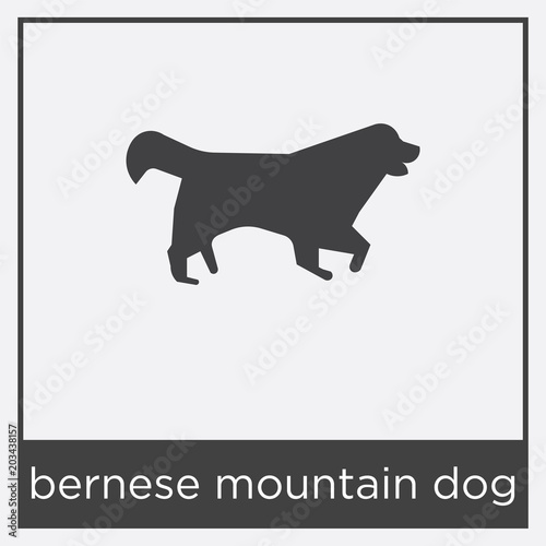 bernese mountain dog icon isolated on white background