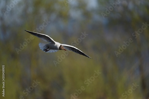 Flying seagull © blackmilan