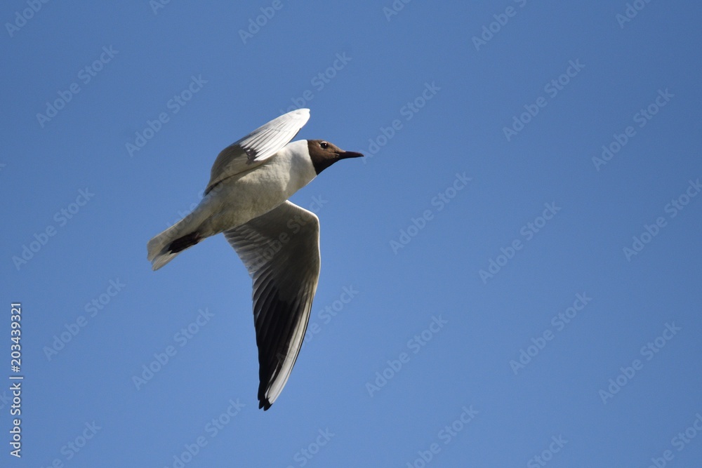 Flying seagull Flying seagull