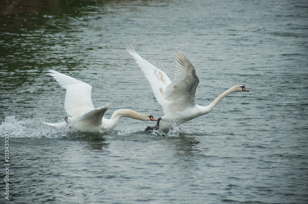 portrait of two swan flying in the lake portrait of two swan flying in the lake