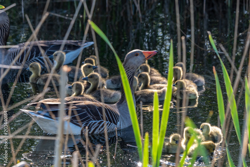 Lake photography birds and nature, Netherlands zoetermeer photo