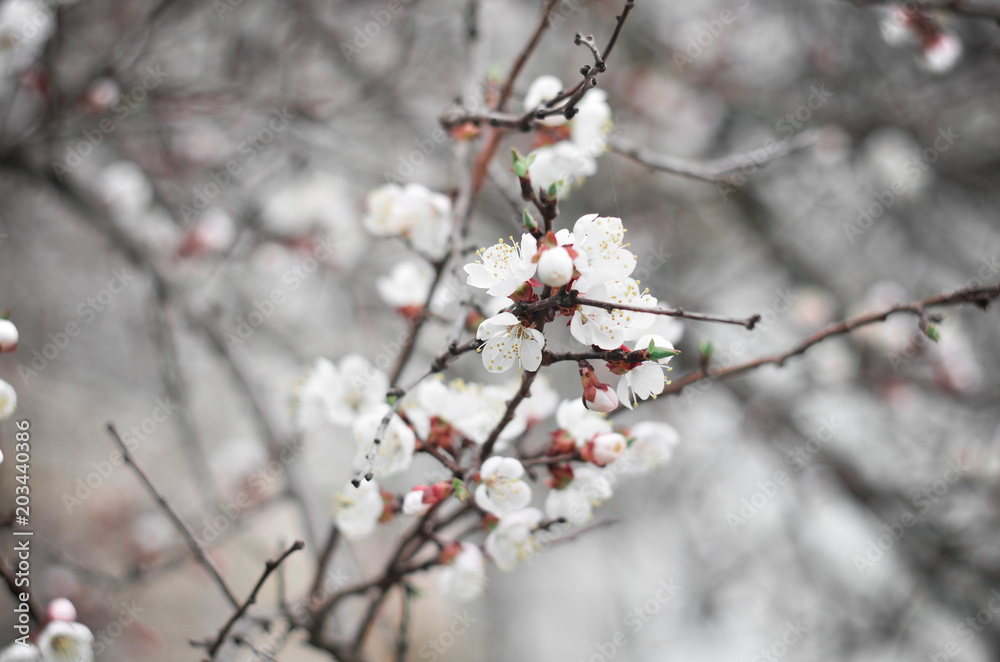 Cherry twigs with white flowering blossom close-up, spring time.