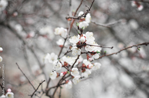 Cherry twigs with white flowering blossom close-up, spring time. © splitov27