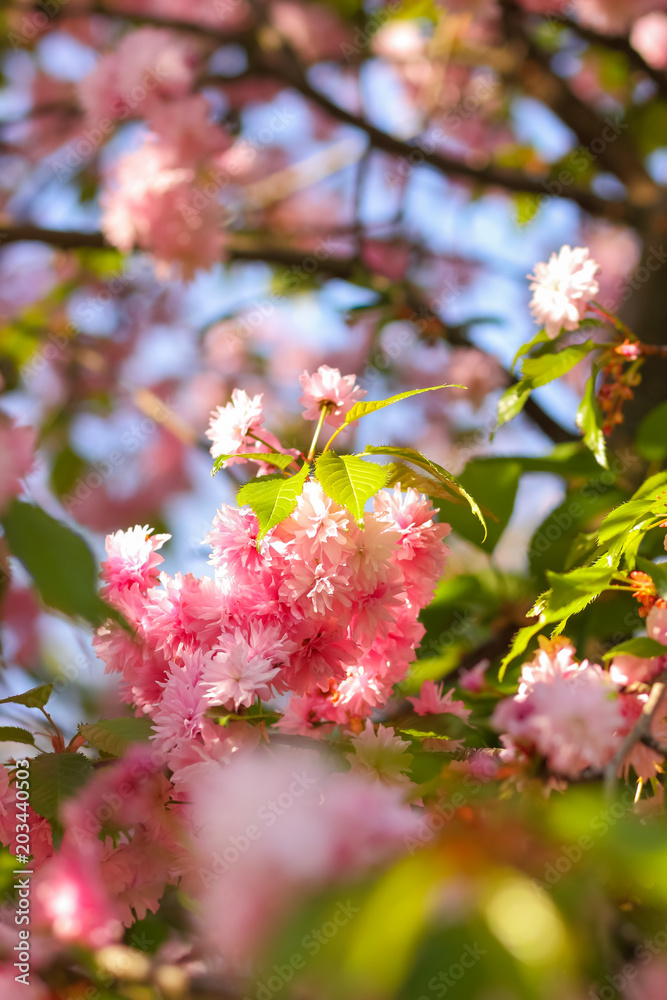 Obraz premium Flowering cherry branches in the sun, pink flowers on a blurred background, a sunny morning, a blank for a designer, a copy of the space, a natural background with green leaves, art