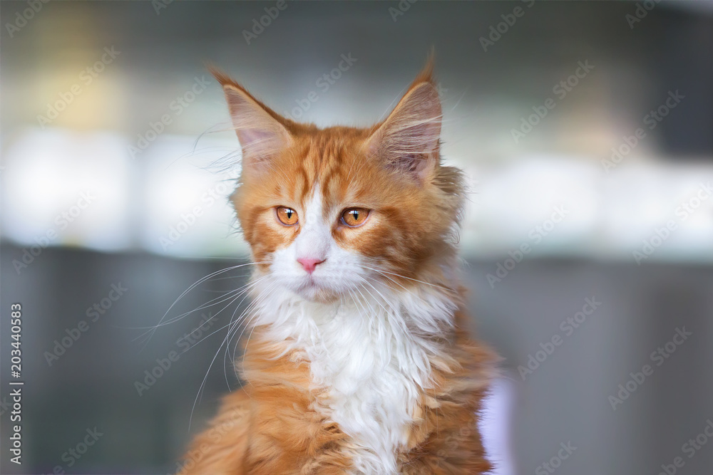Kitten Maine Coon breed red color. Kitten Maine Coon breed red color.