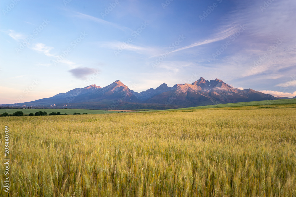 Naklejka premium Morning view of High Tatras, Slovakia. Horizontal shot of mountains landscape with grain fields in a front. Beautiful morning light.