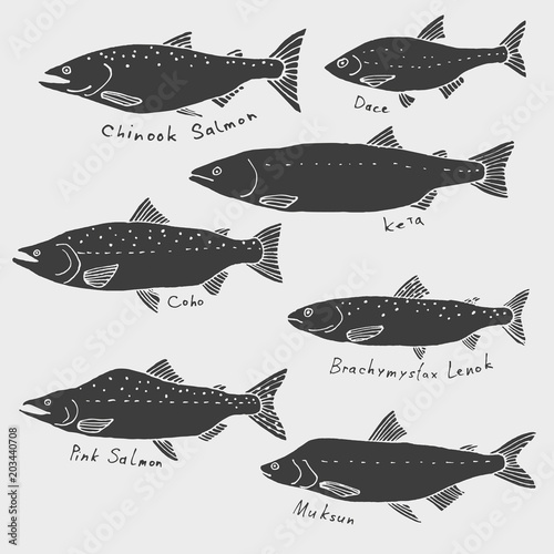 A set of fish from northern rivers. Siberia, Alaska. Silhouette drawing, vector clip art
