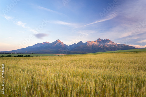 Morning view of High Tatras, Slovakia. Horizontal shot of mountains landscape with grain fields in a front. Beautiful morning light.