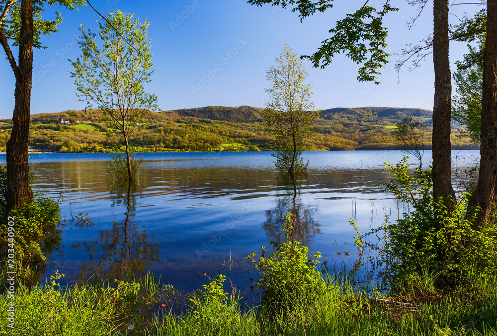 trees in the lake