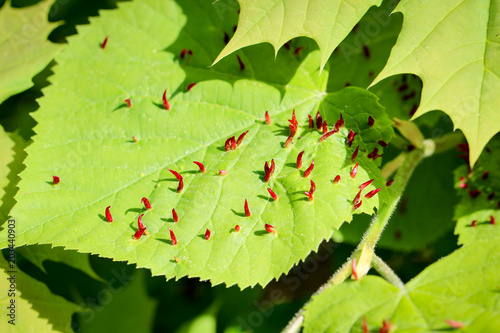 Gallmilben auf Lindenblatt Eriophyidae photo