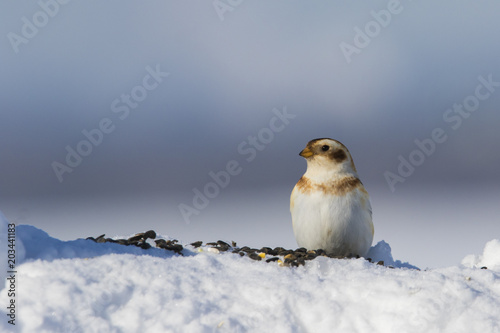 Snow bunting in winter