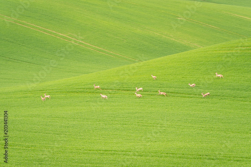 Fallow Deer  Dama dama  in a field. Deer in the nature habitat. Animal in the forest meadow. Wildlife scene in Europe.