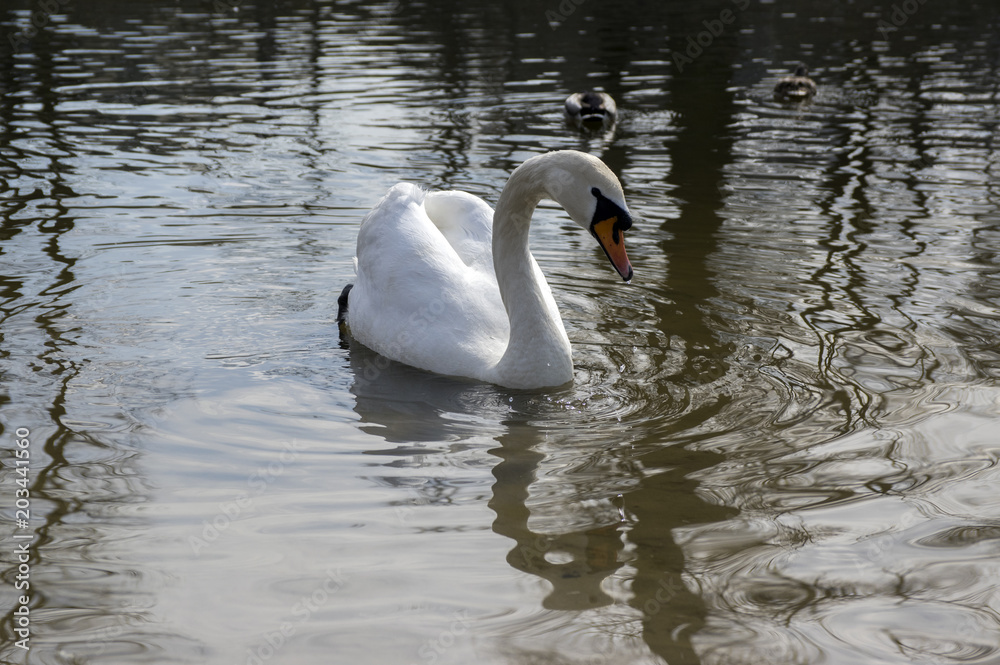 Fototapeta premium One swan on Odra river, largest waterfowl birds with white feathers