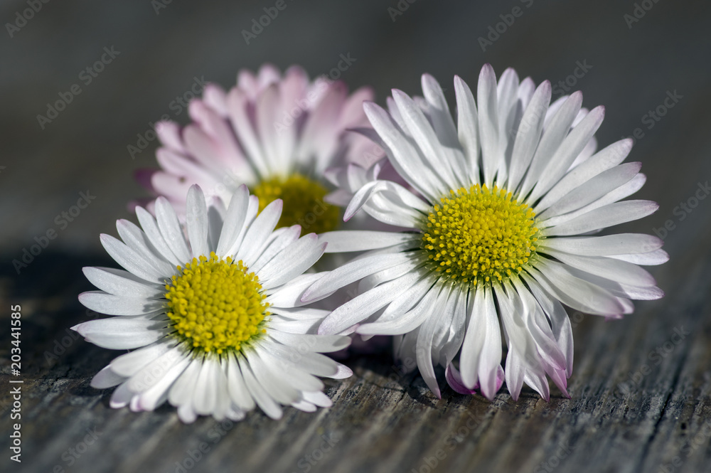 Obraz premium Amazing daisies, Bellis perennis flower heads on wooden table, flowering plants with white pink petals and yellow center