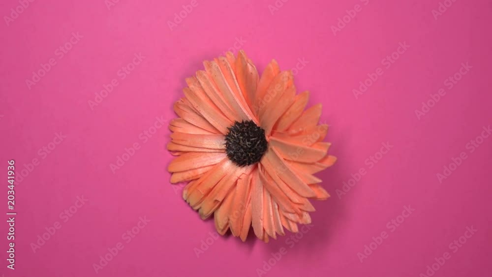 Beautiful red daisy flower fast spinning on a rotating pink background. Beautiful red daisy flower fast spinning on a rotating pink background.