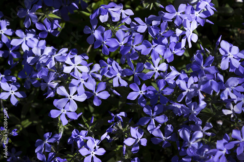 Bright blue phlox - many small spring flowers  top view  background  close-up