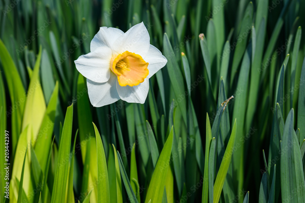 Single daffodil in bloom in a planting of leaves in multiple shades of green
