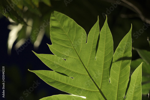 Large carved leaf of a tropical plant with a backlight on a dark background
