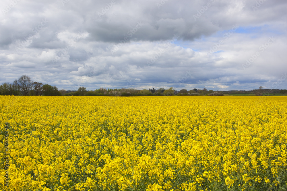 field of yellow flowering rapeseed