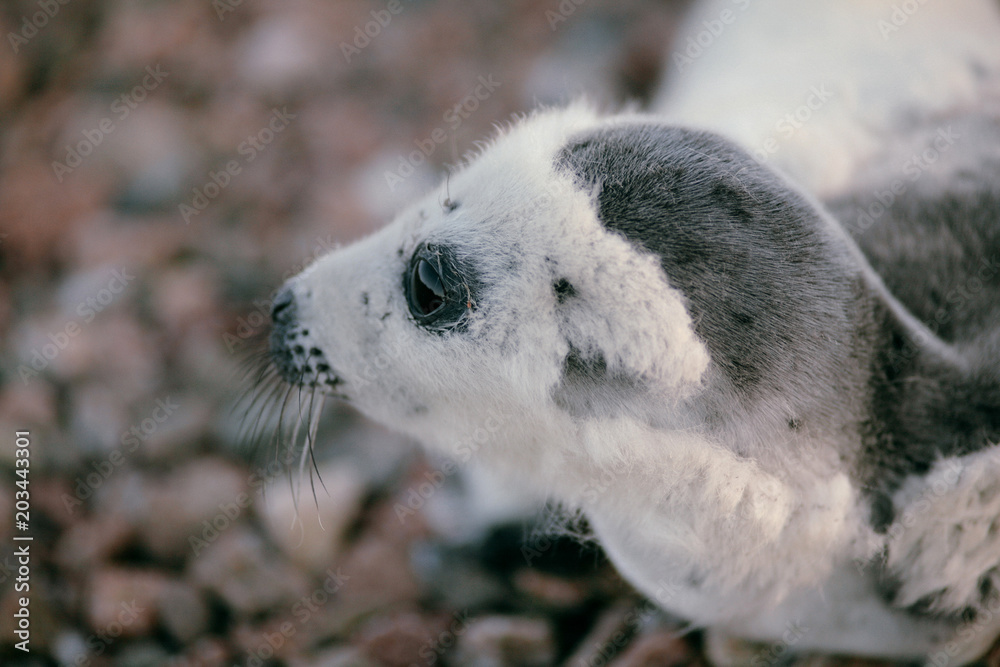 Fototapeta premium A baby harp seal laying on the beach