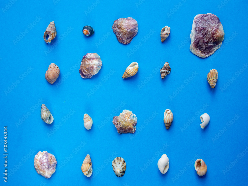 Seashells pattern on blue background Seashells pattern on blue background