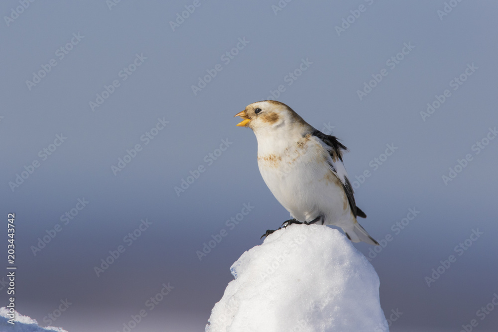 Obraz premium Snow bunting in winter