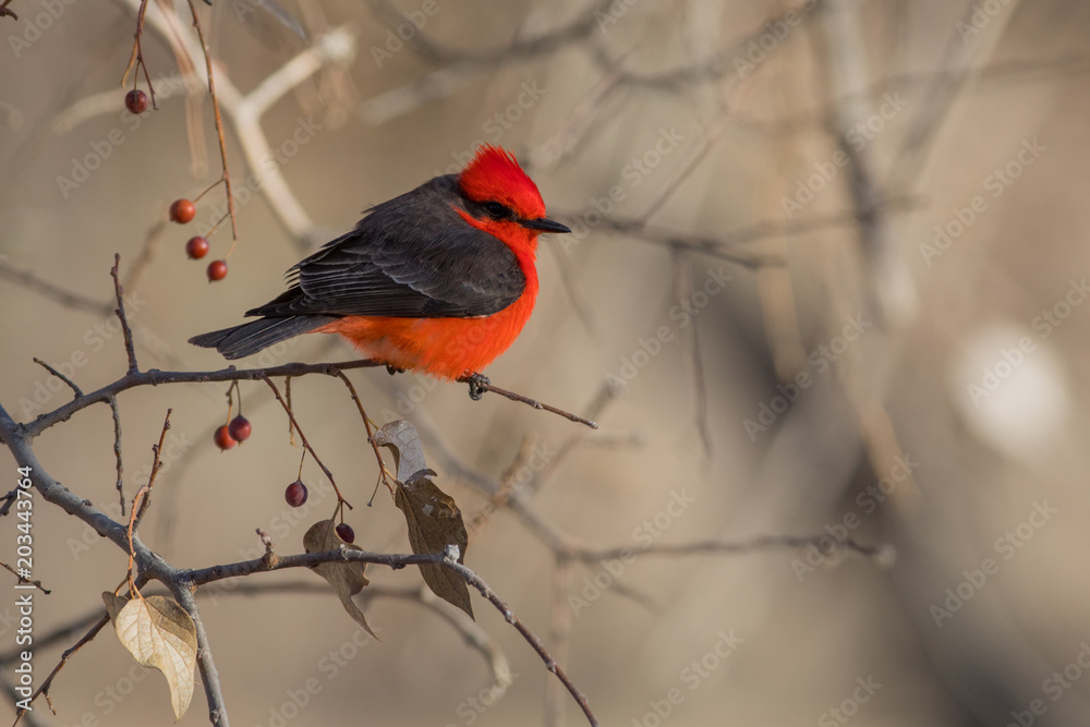 Vermilion Flycatcher Vermilion Flycatcher
