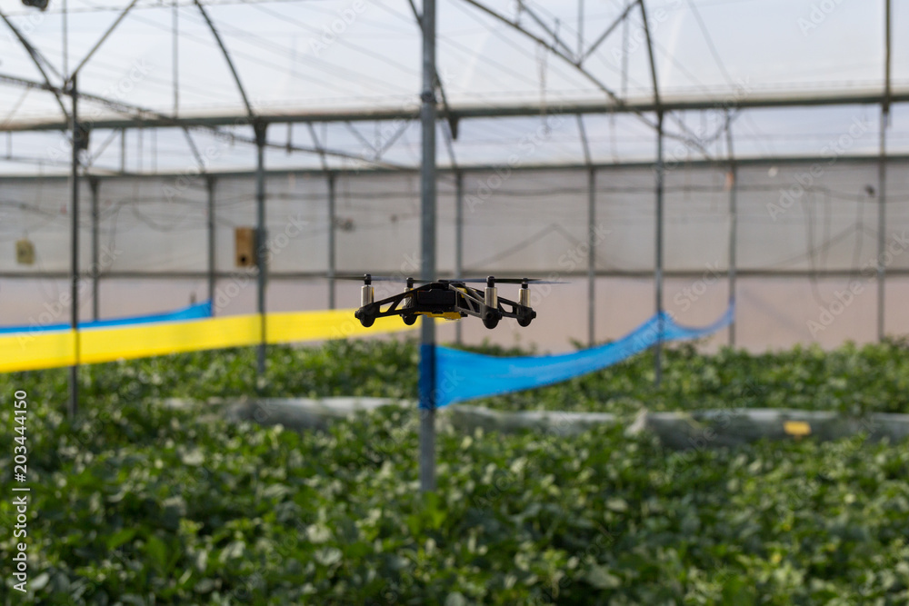Mini dron volando en un invernadero sobre un cultivo de melón