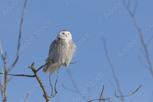 Snowy owl female in winter