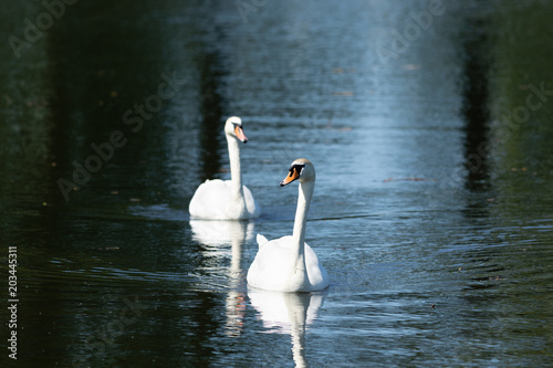 2 Schwäne auf einem See