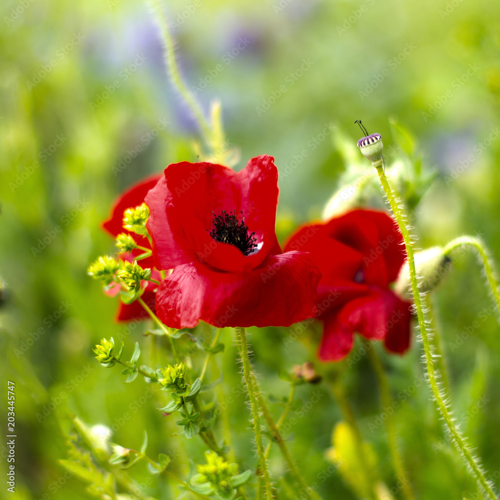 Obraz premium Red poppies on a green meadow on a blured background