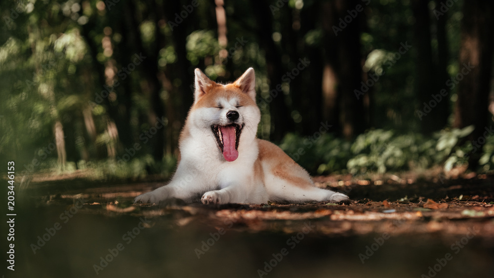 Akita inu outdoor Akita inu outdoor