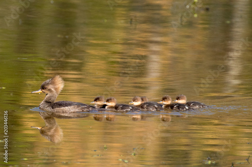 Merganser family swimming in a row photo