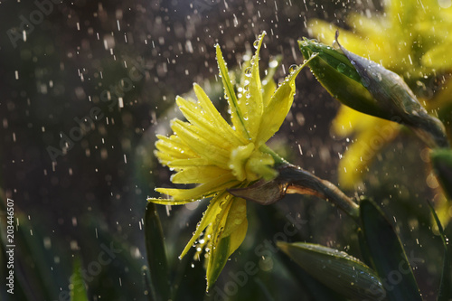Fototapeta Naklejka Na Ścianę i Meble -  Narcissus flower closeup with raindrops