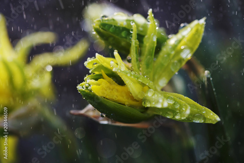 Fototapeta Naklejka Na Ścianę i Meble -  Narcissus flower closeup with raindrops