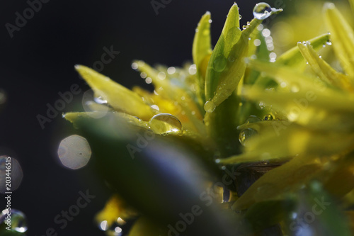 Fototapeta Naklejka Na Ścianę i Meble -  Narcissus flower closeup with raindrops