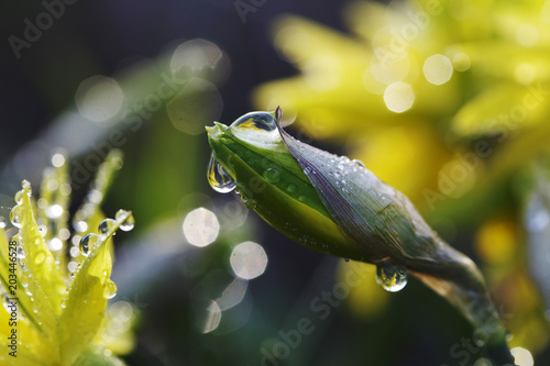 Fototapeta Naklejka Na Ścianę i Meble -  Narcissus flower closeup with raindrops