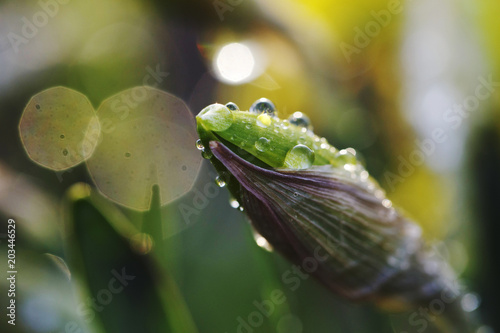 Fototapeta Naklejka Na Ścianę i Meble -  Narcissus flower closeup with raindrops