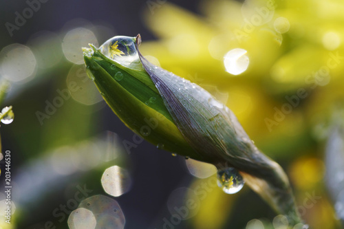 Fototapeta Naklejka Na Ścianę i Meble -  Narcissus flower closeup with raindrops