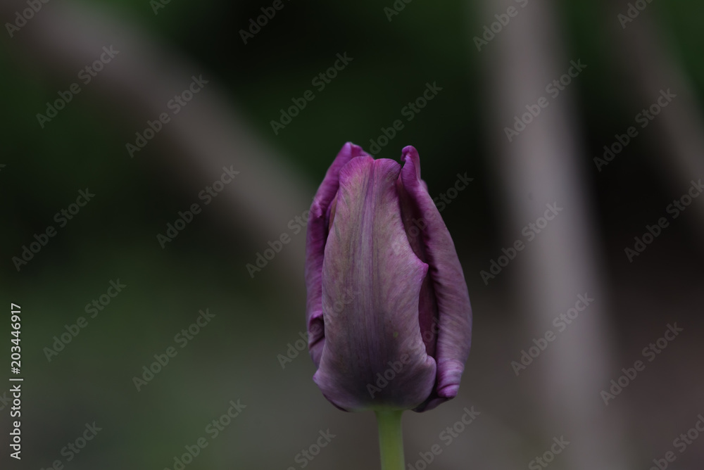 tulip, single, one flower, lilac, purple, dark, green background, closeup tulip, single, one flower, lilac, purple, dark, green background, closeup