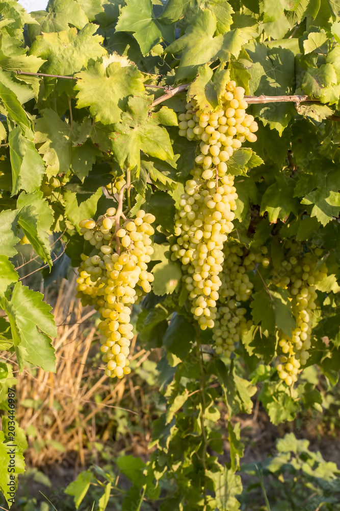 Obraz premium Grapes In The Grape Vineyard