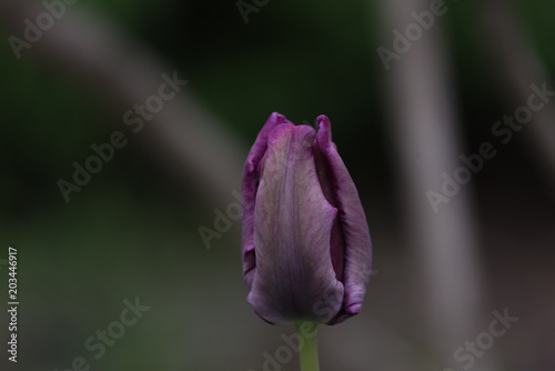 tulip, single, one flower, lilac, purple,  dark,  green background, closeup