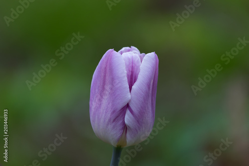 tulip, single, one flower, lilac, purple,  dark,  green background, closeup