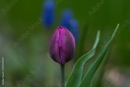 tulip, single, one flower, lilac, purple,  dark,  green background, closeup
